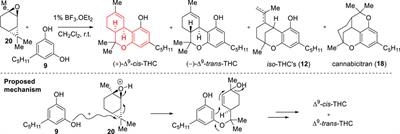 Synthetic approaches to cis-THC, a promising scaffold in medicinal chemistry